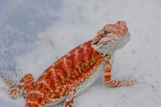 Baardagaam Pogona Vitticeps is een Australische hagedis