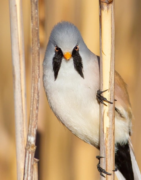 Baardmannetje Panurus biarmicus Close-up