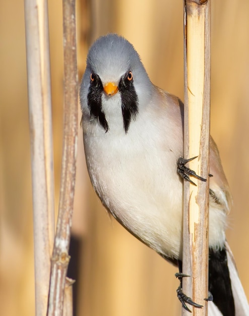 Foto baardmannetje panurus biarmicus close-up