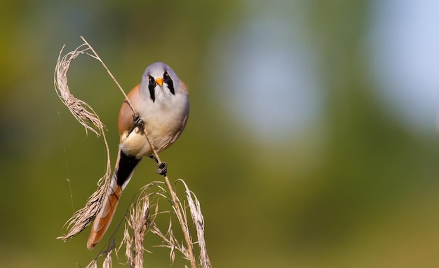 Baardmees panurus biarmicus een mannelijke vogel klimt in de vroege ochtend op riet op de rivieroever op zoek naar voedsel