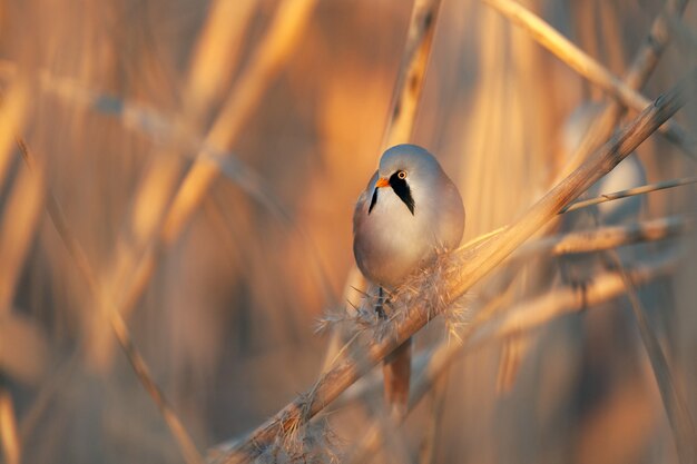 Baardmees Panurus biarmicus verlicht door de ondergaande zon.