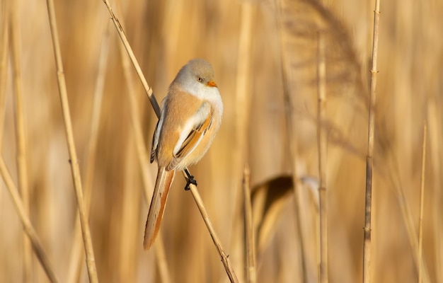 Baardmees panurus biarmicus Vogel zittend op riet Vrouw