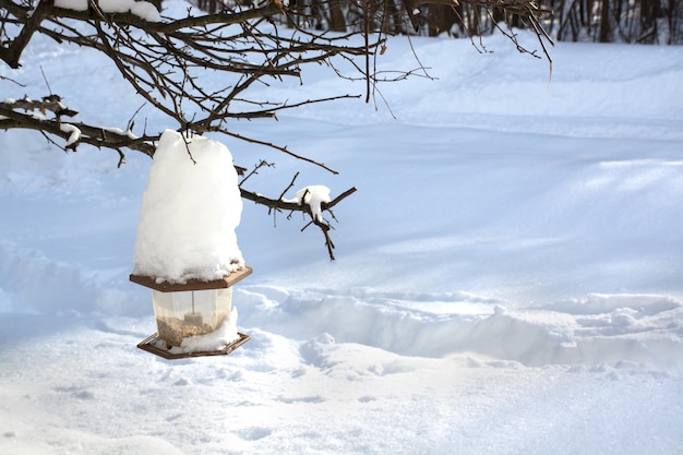 Baardvoeder met stapel sneeuw erop na sneeuwstorm op witte sneeuwachtergrond