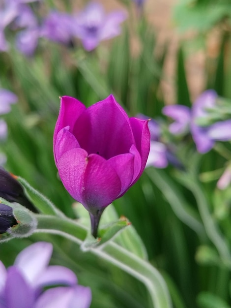 Foto babiana stricta