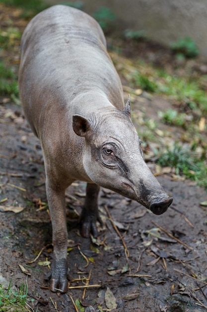 BABIRUS