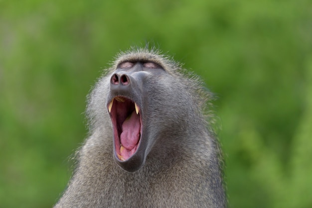 Photo baboon close up portrait