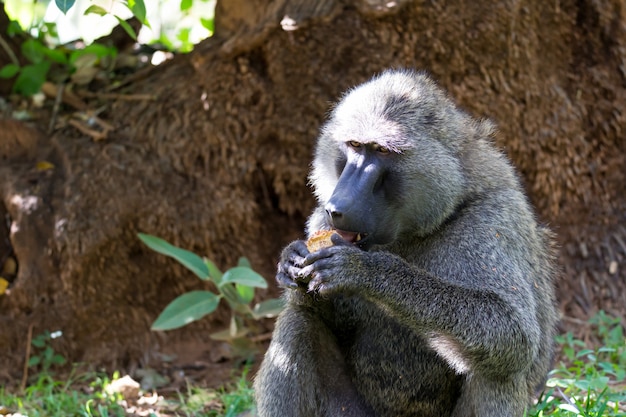 ヒヒは果物を見つけてそれを食べます