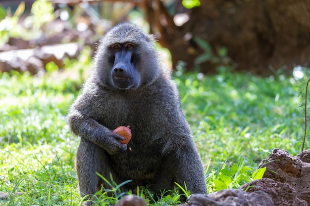 Un babbuino ha trovato un frutto e lo mangia
