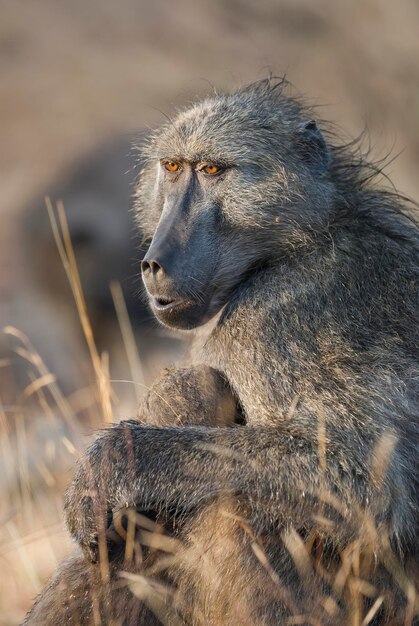 개코원숭이 크루거 국립공원 남아프리카공화국