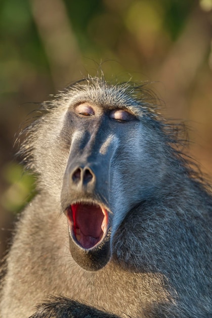 Baboon Kruger National Park South Africa