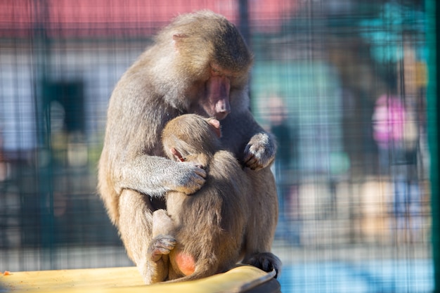 Baboon monkeys in a zoo on sunny day.