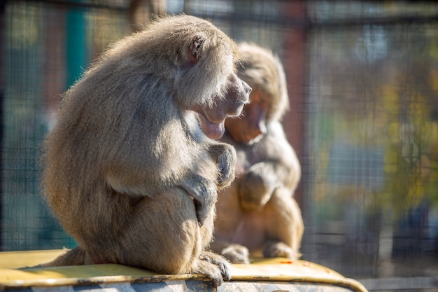 Baboon monkeys in a zoo on sunny day.