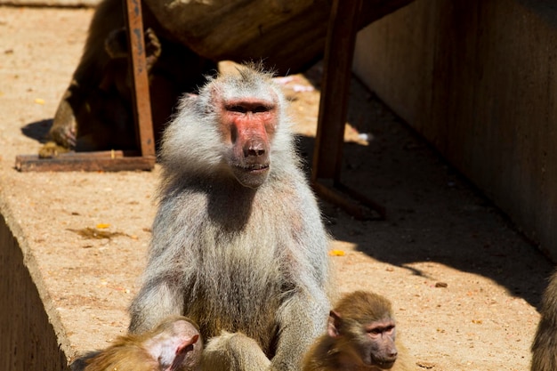 Baboon (Papio hamadryas ursinus), male