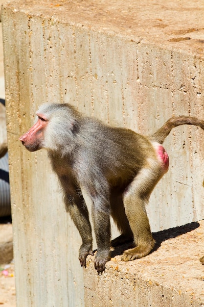 Baboon (Papio hamadryas ursinus), male