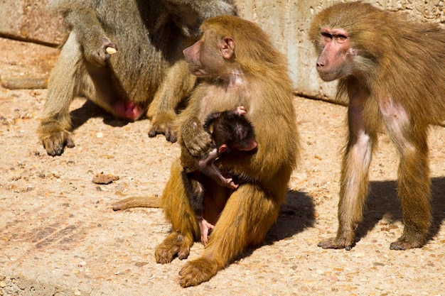 개코원숭이(Papio hamadryas ursinus), 송아지를 안고 있는 어머니
