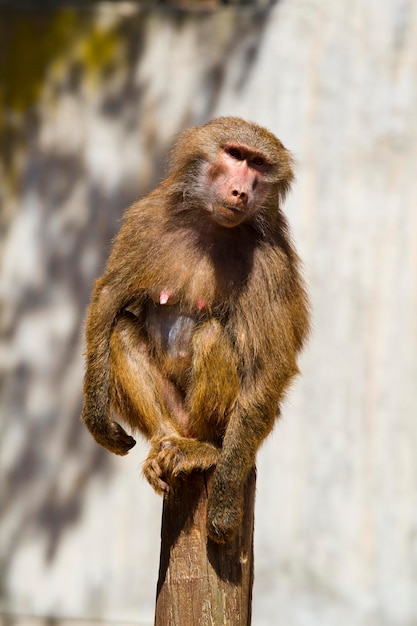 Baboon (Papio hamadryas ursinus) in a tree