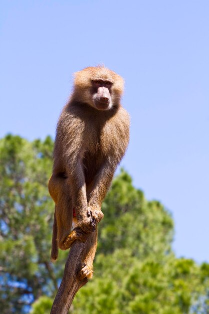 Baboon (Papio hamadryas ursinus) in a tree