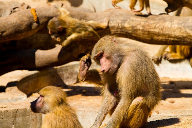 Baboon (Papio hamadryas ursinus)