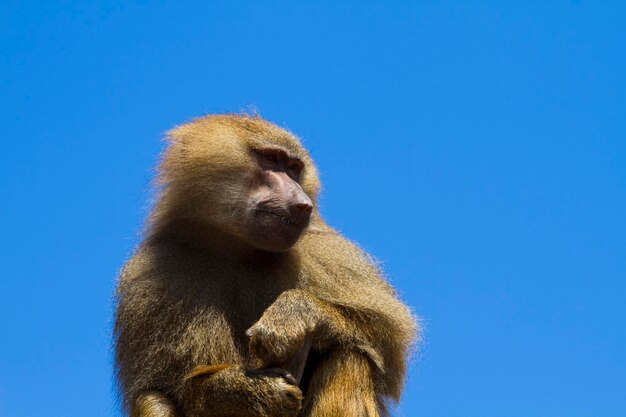 Baboon (Papio hamadryas ursinus)