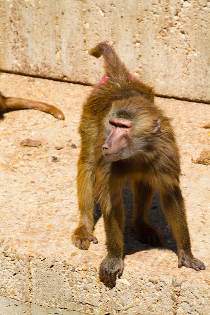 Baboon (Papio hamadryas ursinus)