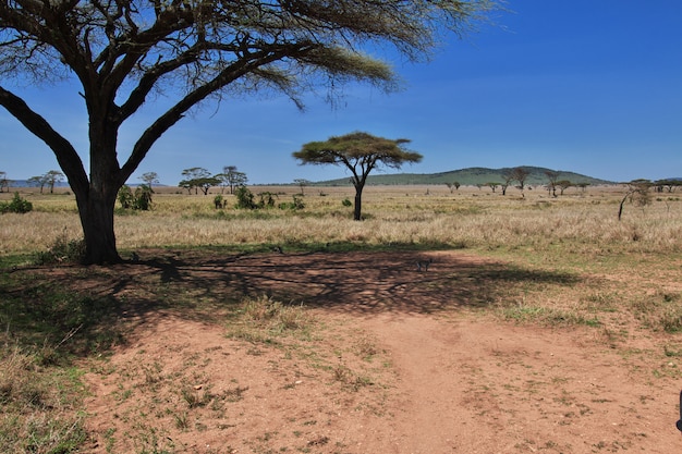 Baboon on safari in Kenia and Tanzania, Africa