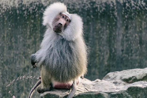 Photo baboon sitting on cliff