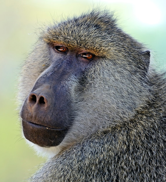 Baboons in the natural habitat. Africa, Kenya.