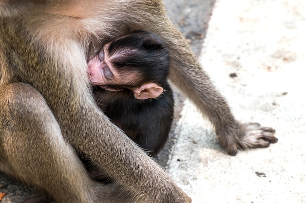 Baby aap slaapt in de omhelzing van zijn moeder