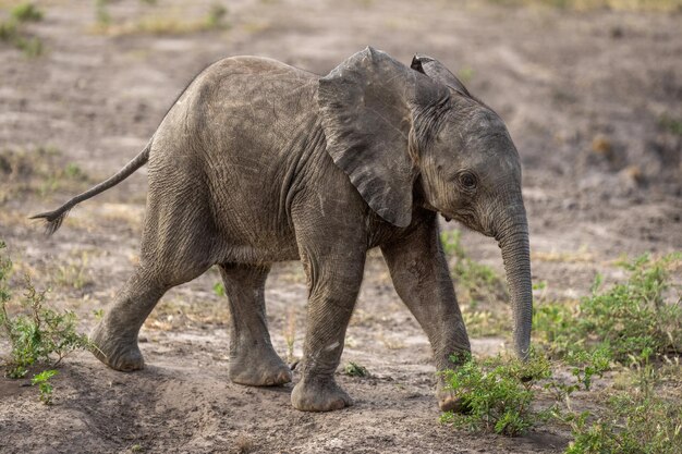 アフリカ の 茂み の ゾウ の 赤ちゃん が 裸 の 地面 を 横断 し て いる