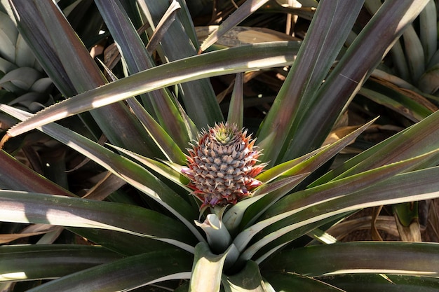 Baby ananas fruit Braziliaanse landbouw