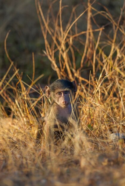 아기 개코원숭이 크루거 국립공원 남아프리카공화국