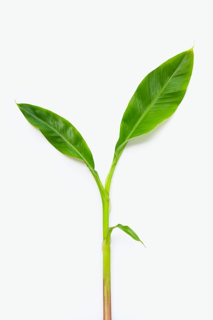 Baby banana plant on white background.