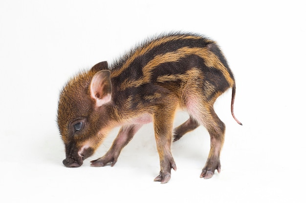 인도네시아 멧돼지라고도 알려진 아기 띠 돼지 (Sus scrofa vittatus)