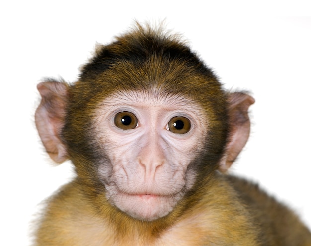 사진 화이트에 아기 바바리 원숭이 (3 개월)