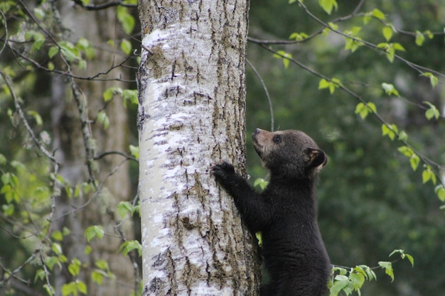 木の幹の上にいるクマの赤ちゃん