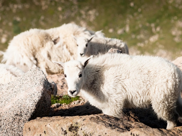 Baby berggeiten in de Colorado Rockies.