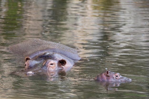 Baby and big mother hippo portrait