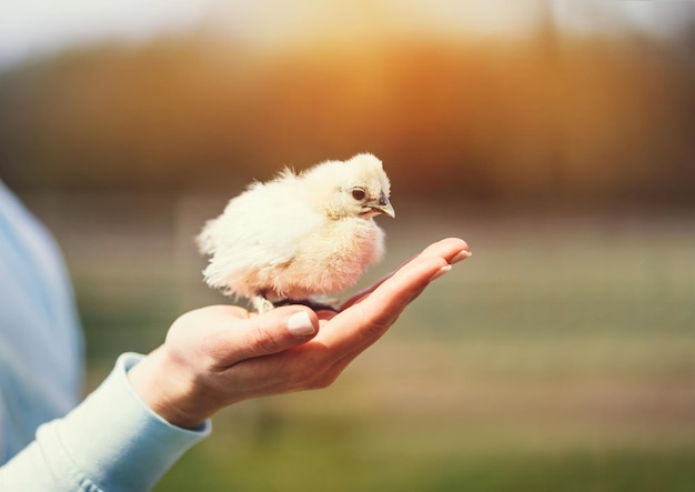 女性の手から飛んでいる赤ちゃんの鳥