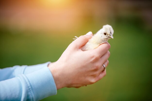 赤ちゃんの鳥が女性の手で保持します。