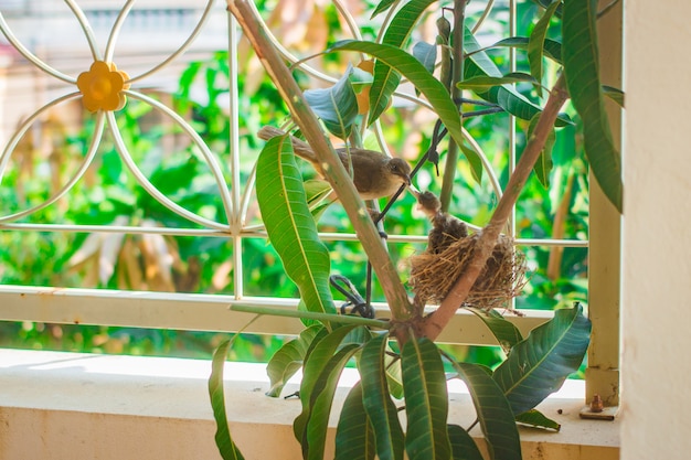 Baby bird in nest at people home.