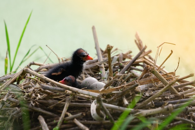 Baby bird in the nest