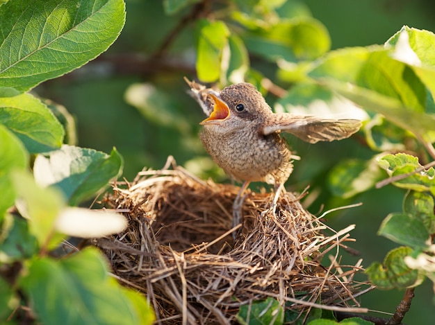 巣の端に座って飛ぶことを試みている赤ちゃんの鳥