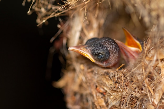 写真 赤ちゃんの鳥は母親が鳥の巣に餌をやるのを待っています。鳥。動物。