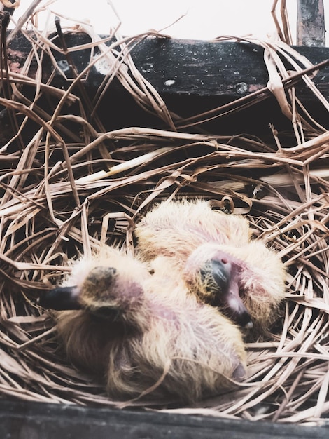 巣の中の赤ちゃんの鳥