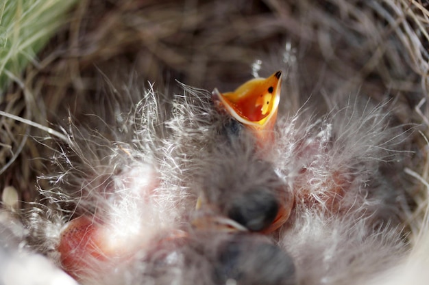 Baby birds opening beaks in the nest