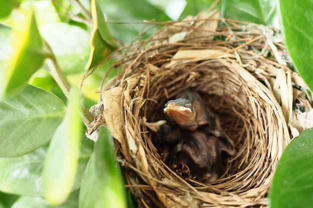 写真 巣の中で眠っている赤ん坊の鳥