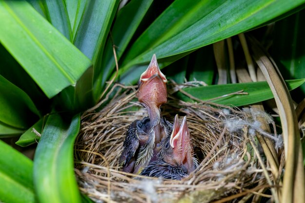 赤ちゃんの鳥-メグロヒヨドリのひよこ