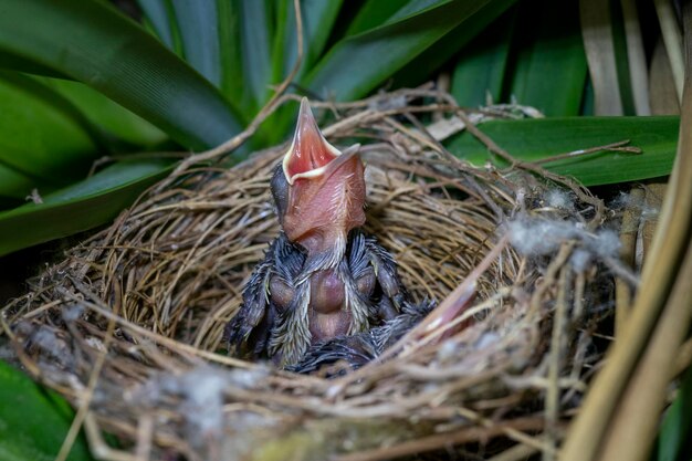 赤ちゃんの鳥-メグロヒヨドリのひよこ