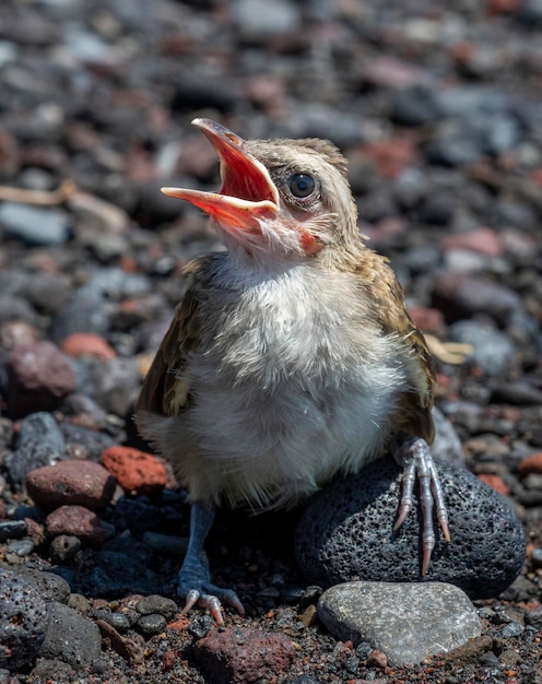 赤ちゃんの鳥-メグロヒヨドリのひよこ