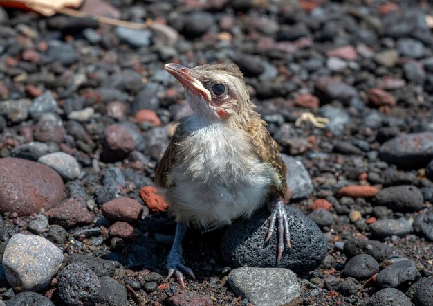 赤ちゃんの鳥-メグロヒヨドリのひよこ